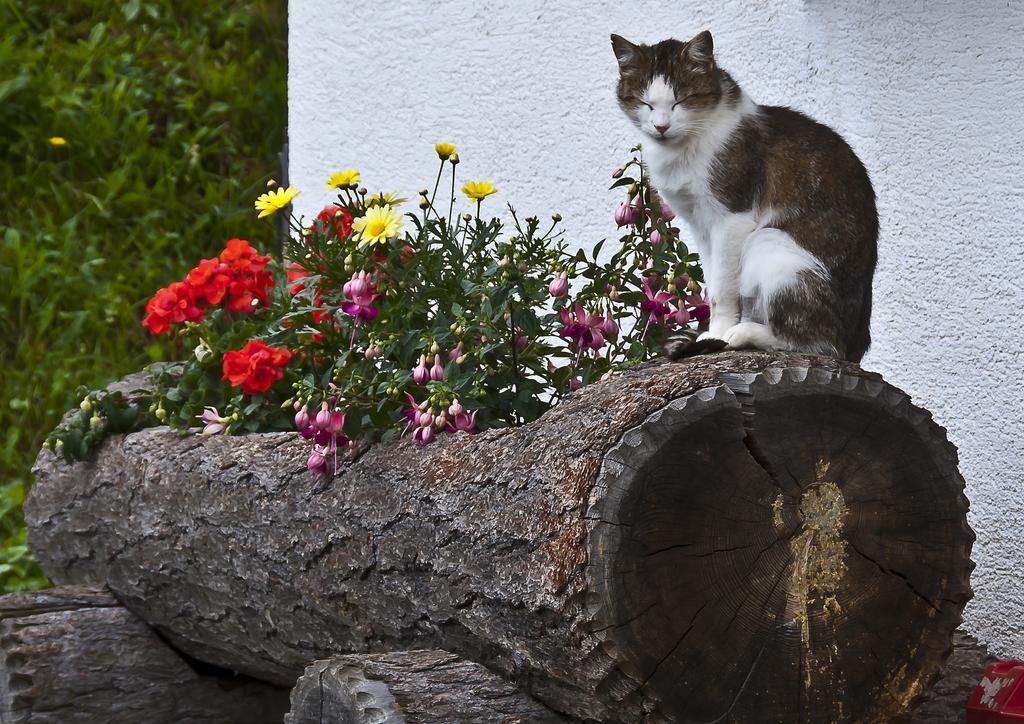 Schrunerhof Ebene Reichenau Oda fotoğraf